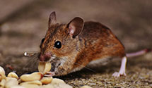 24 Hour & Emergency Exterminators in McLean, VA